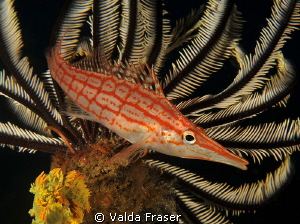 A longnose hawkfish in its favourite spot. by Valda Fraser 